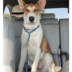Found Dog Unknown