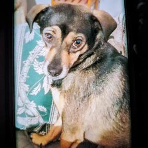 Lost Dog Chaparra
