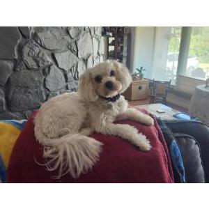 Lost Dog Scooby