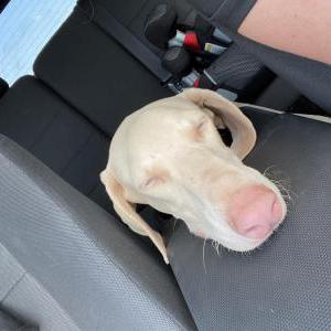 Found Dog Unknown