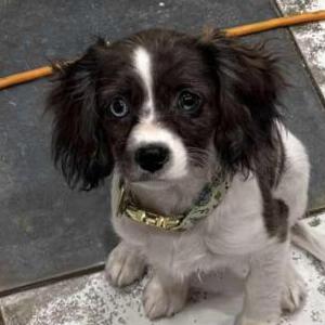 Image of Posey, Lost Dog