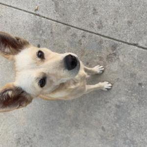 Found Dog Unknown