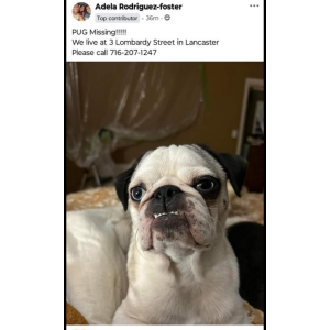 Image of Sonny, Lost Dog
