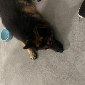 Found Dog Unknown