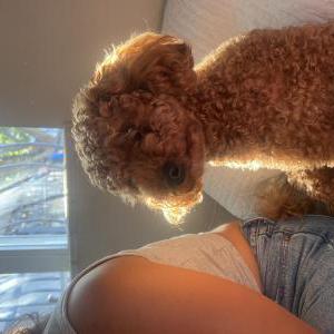 Lost Dog Melio