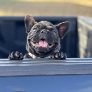 Lost Dog Stella