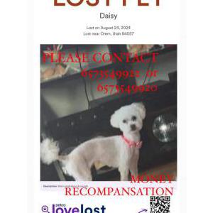 Lost Dog Daisy