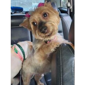 Lost Dog Moka