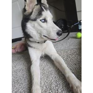 Lost Dog Duke