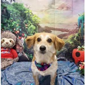 Lost Dog Benji