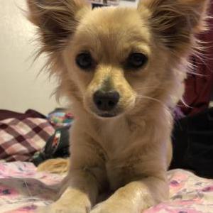 Lost Dog Suki