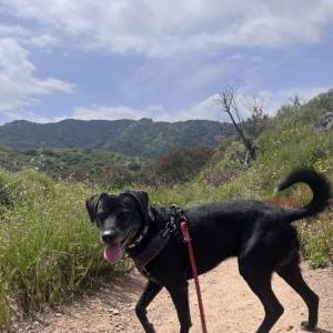 Lost Dog Lucky