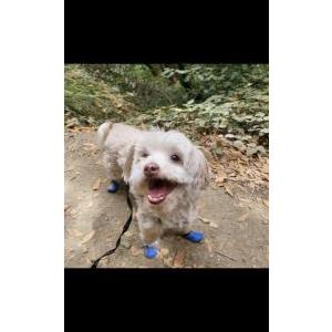 Lost Dog Lucky