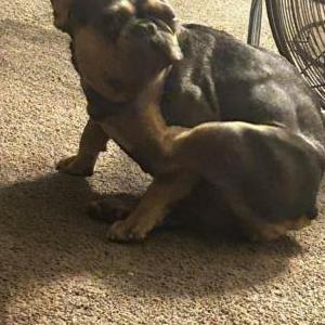 Lost Dog Roxy