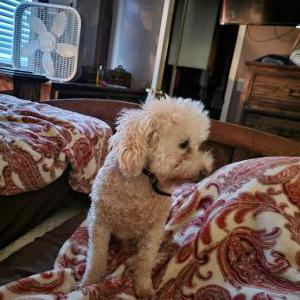 Lost Dog Shadow