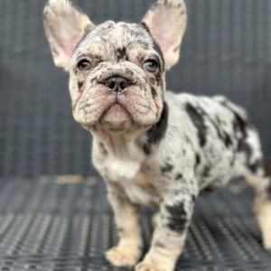 Lost Dog Cookie