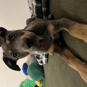 Found Dog Unknown