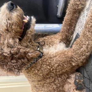 Found Dog Unsure
