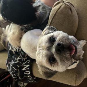 Lost Dog Bentley