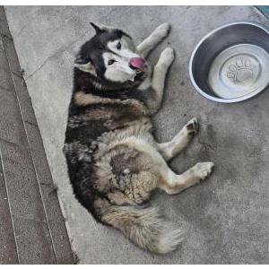 Found Dog Unknown
