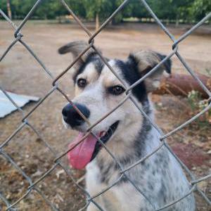 Found Dog unknown
