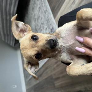 Found Dog Unknown