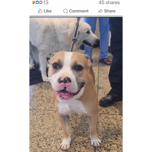 Found Dog Unknown