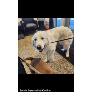 Found Dog Unknown