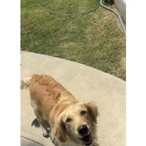 Found Dog Unsure