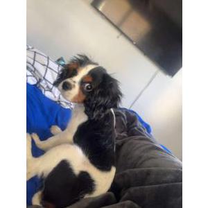 Lost Dog Petey