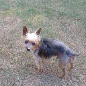 Found Dog Unknown