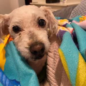 Lost Dog Sarah