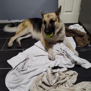 Image of Zeus, Lost Dog
