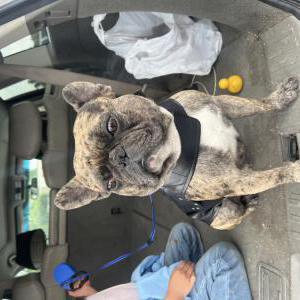 Lost Dog Benji