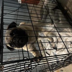Found Dog Unknown