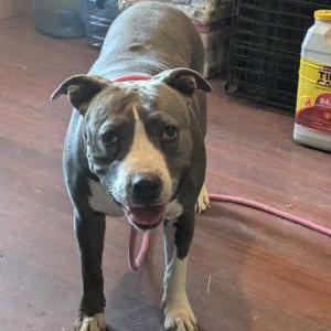 Found Dog Unknown