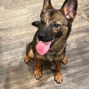 Found Dog unknown
