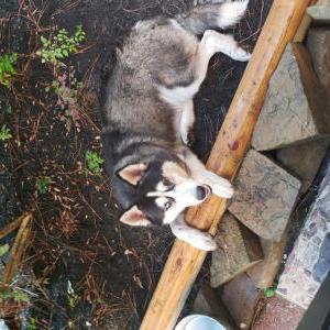 Found Dog Unknown