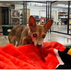 Image of Roxy, Lost Dog