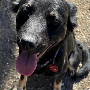 Lost Dog Unknown