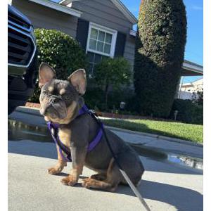 Lost Dog Nova