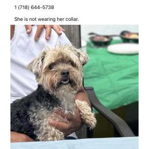 Lost Dog Madison