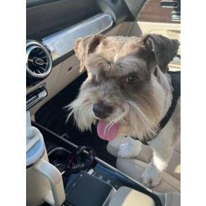 Lost Dog Sir Simpson