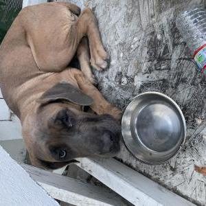 Found Dog Unknown