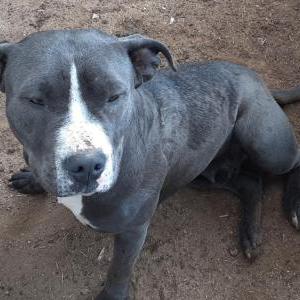 Lost Dog Lulu