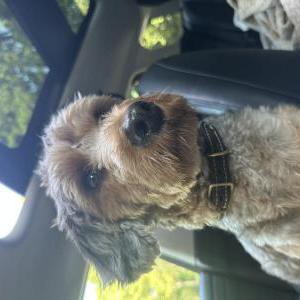 Lost Dog Eleanor Rigby