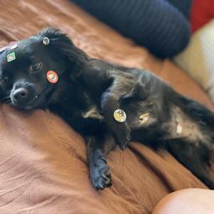 Lost Dog Molly