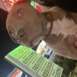 Lost Dog Bella Choco