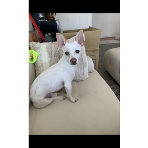 Lost Dog Bon