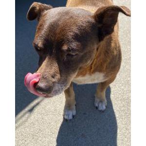 Found Dog Unknown